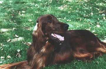lucy994.jpg